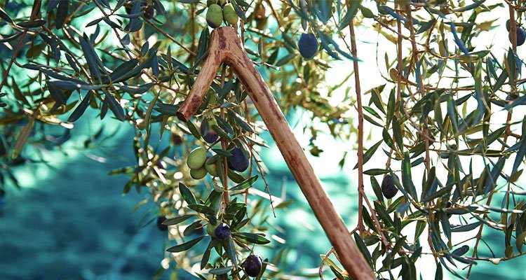 Zeytin hasadı ne zaman yapılır