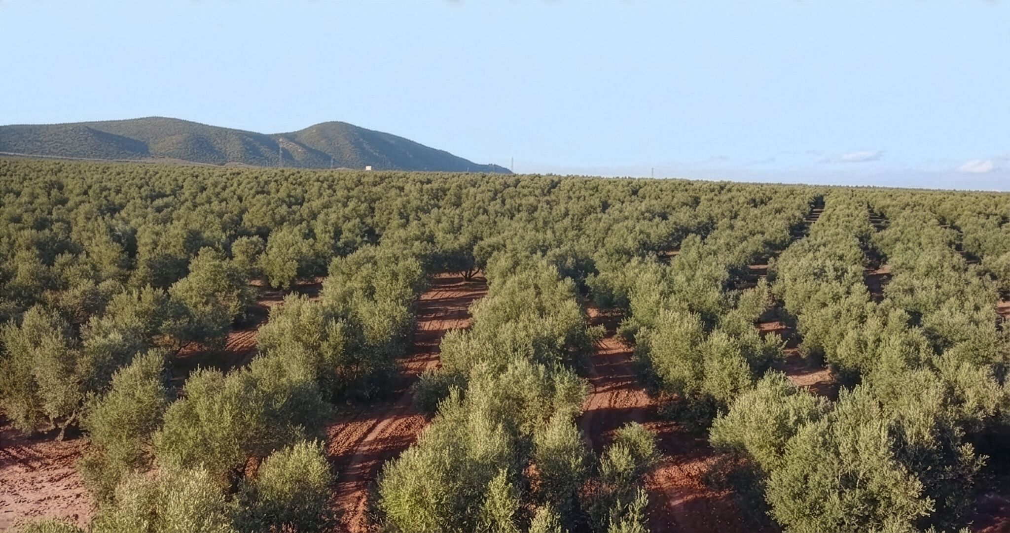 Ayvalık zeytinlikleri