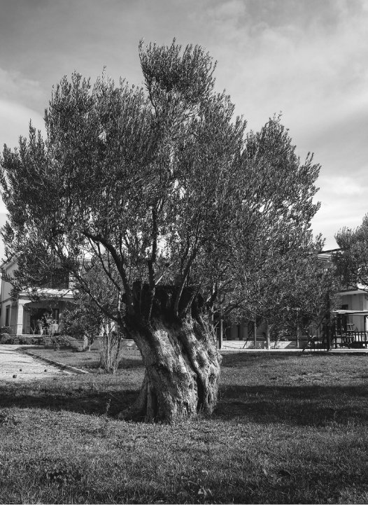 Centuries-old olive tree
