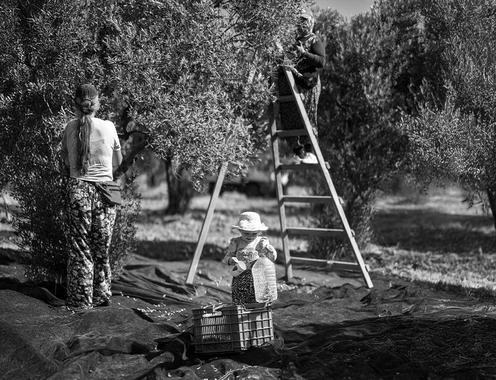 Zeytinlikte elle hasat, üç kuşak aynı bahçede